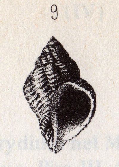 Coralliophila trigoi e C. panormitana